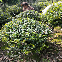 株州精品茶花球