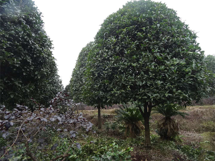 湖南金桂基地