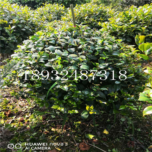 湖南精品茶花球