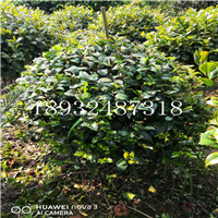 湖南精品茶花球