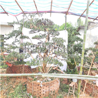 湖南造型罗汉松基地 