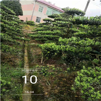 湖南造型罗汉松基地 