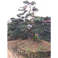 湖南精品异型造型松 
