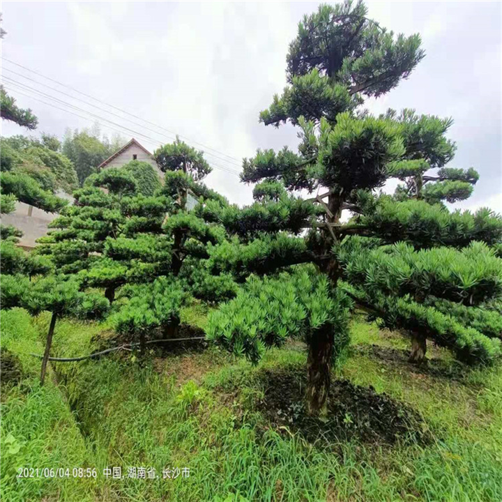 浏阳大型罗汉松