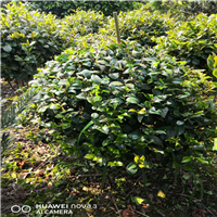湖南精品茶花球 