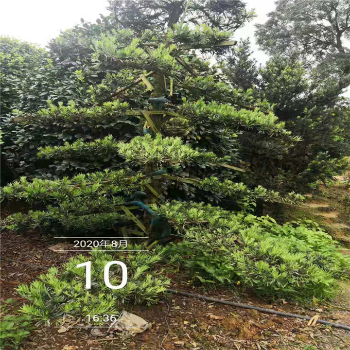 海湖南造型罗汉松基地 