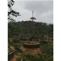 湖南罗汉松基地价格 