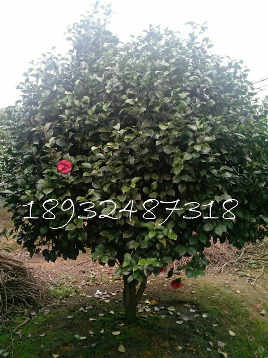 湖南造型罗汉松批发 
