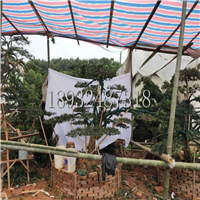 湖南造型罗汉松批发 