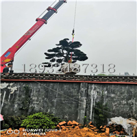 湖南罗汉松 