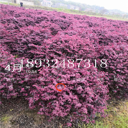 湖南红花继木球