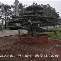 浏阳造型罗汉松 