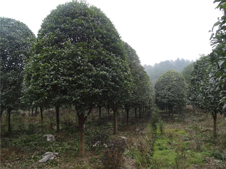 湖南金桂