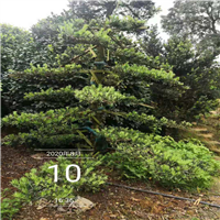 海湖南造型罗汉松基地 