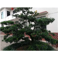 湖南造型罗汉松 