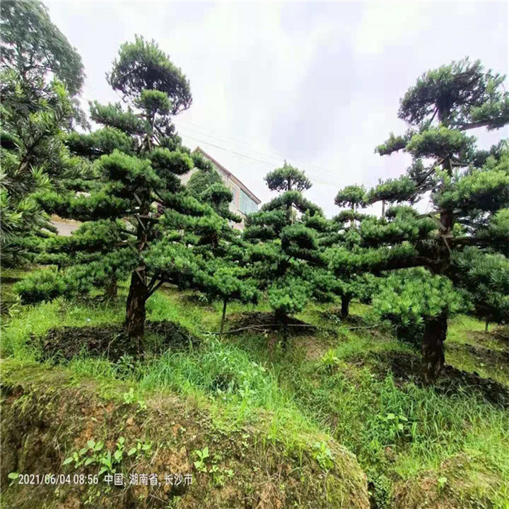 衡阳造型罗汉松