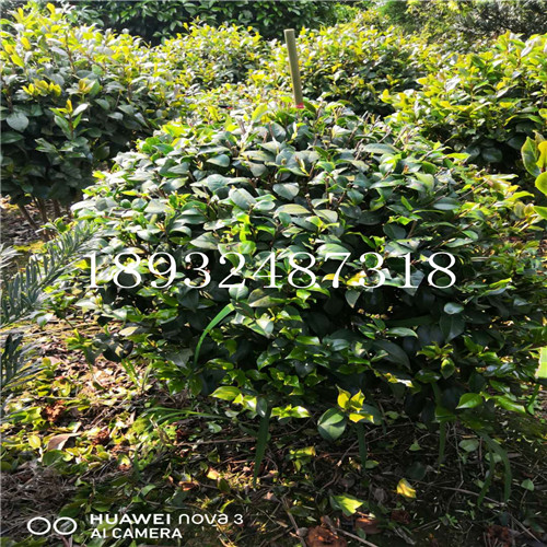 精品茶花球