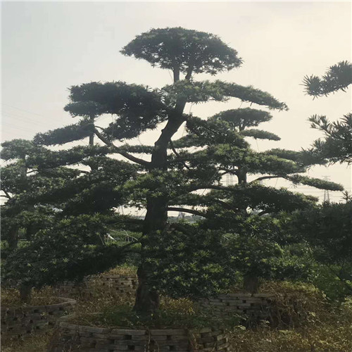湖南造型罗汉松价格 