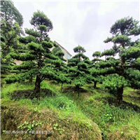 衡阳造型罗汉松