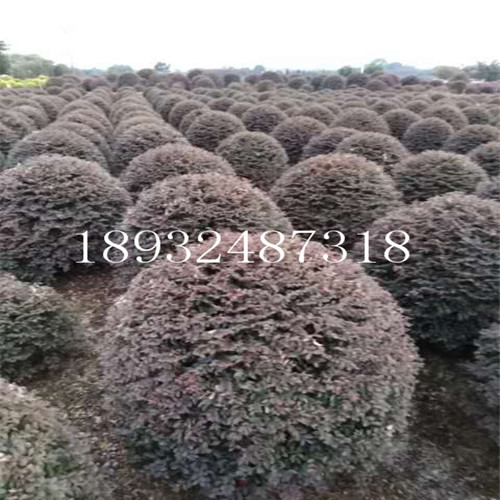 长沙红花继木球基地