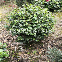 浏阳精品茶花球