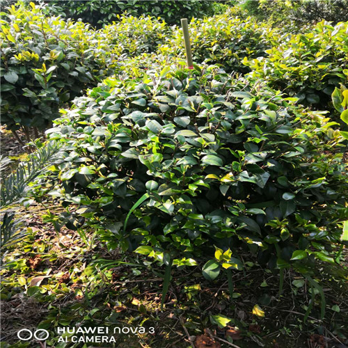 湖南精品茶花球 