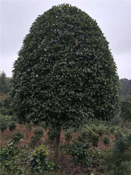 湖南金桂