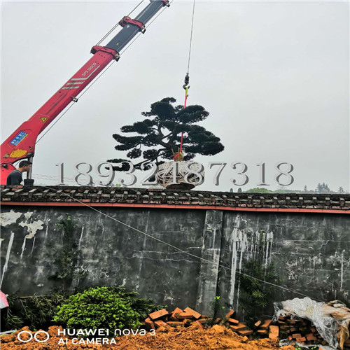 浏阳造型罗汉松