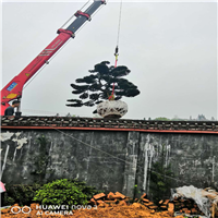 湖南造型罗汉松批发 