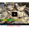 广西蝎子新闻视频报道 