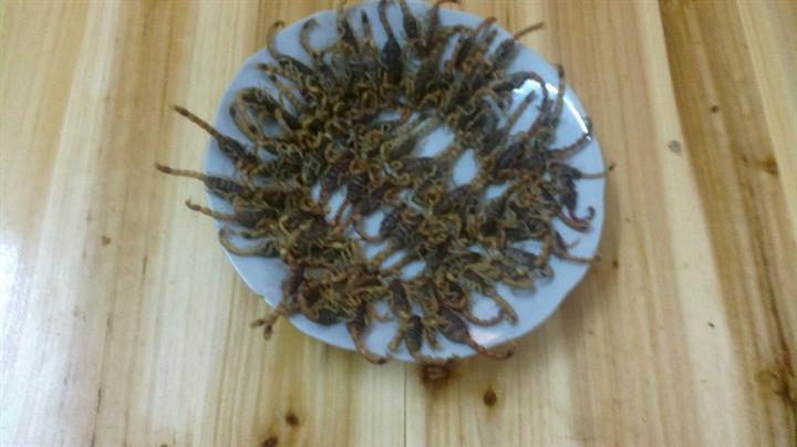广西蝎子批发/有大量玉林蝎子出售*欢迎采购广西蝎子种 