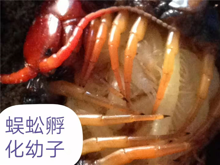 柳州玉林蜈蚣养殖基地蜈蚣养殖合作社 