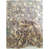 广西蝎子技术管理到位*广西蝎子养殖技术顶呱呱*广西蝎子蝎子养殖技术响当当 