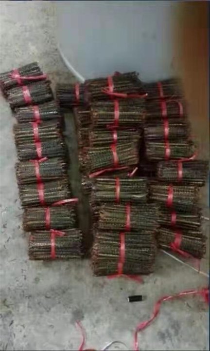 南宁蜈蚣养殖梧州蜈蚣种苗供应桂林蜈蚣批发价格 