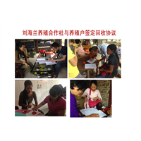 广西蝎子养殖诚寻南宁桂林蝎子养殖合作户
