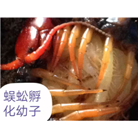 广西蜈蚣养殖公司蜈蚣产地广西蜈蚣回收 