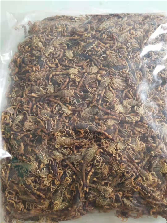 广西蝎子图片*广西蝎子美图*广西蝎子照片*广西蝎子招牌 