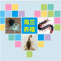 公众号：海兰蝎子蜈蚣金边土元养殖 
