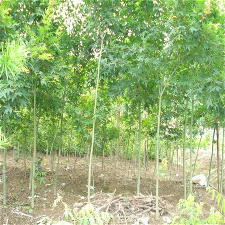 江西3公分深山含笑 