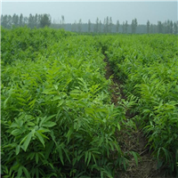 供应江西杜英苗 