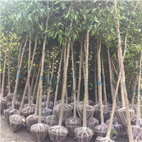 江西红花紫薇价格