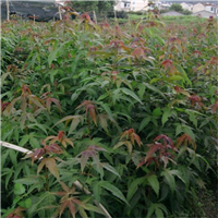 九江紫薇小苗 