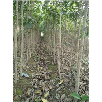 黄石桂花小苗供应商 