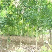 湖南香樟小苗供应商 