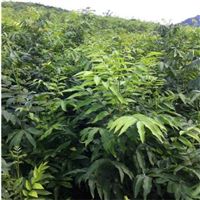 九江栾树价格 