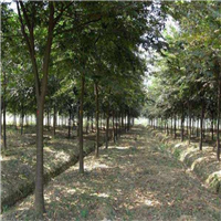 江西马褂木小苗基地 