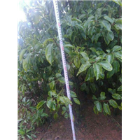 黄石香樟小苗 