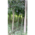 江西无患子供应商 