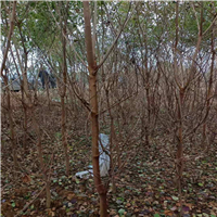 江西深山含笑小苗 
