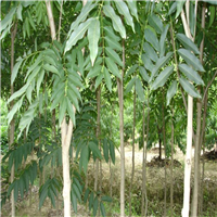 江西榉树小苗 